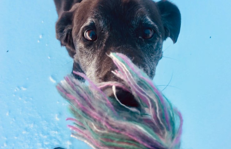 Putting the Dog to&nbsp;Sleep